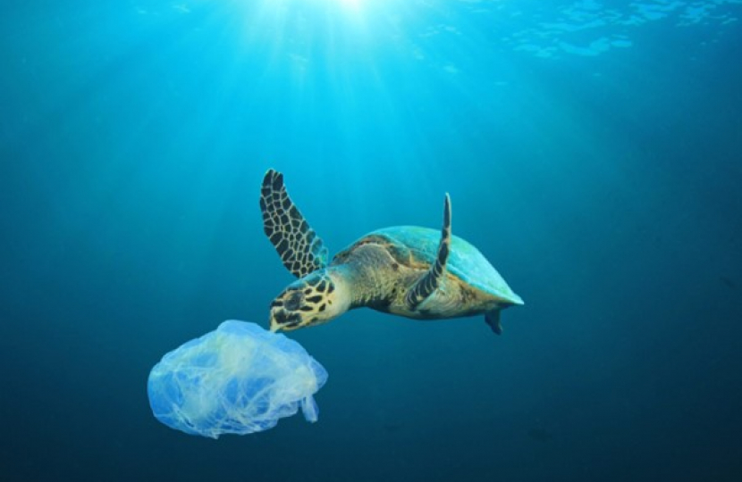 Turtle eating plastic 