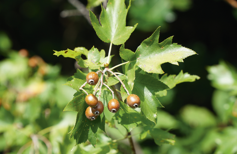 Belfairs Woodland Nature Reserve, Leigh-on-sea