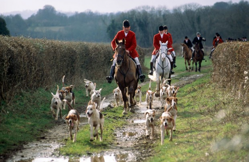 Foxhunt, dogs and hunters on trail