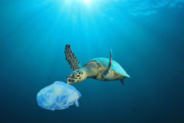 Turtle eating plastic 